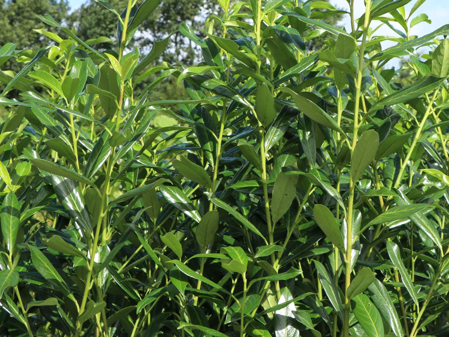 Kirschlorbeer / Lorbeerkirsche 'Caucasica' - Prunus laurocerasus 'Caucasica'