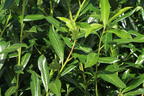 Kirschlorbeer / Lorbeerkirsche 'Caucasica' - Prunus laurocerasus 'Caucasica'