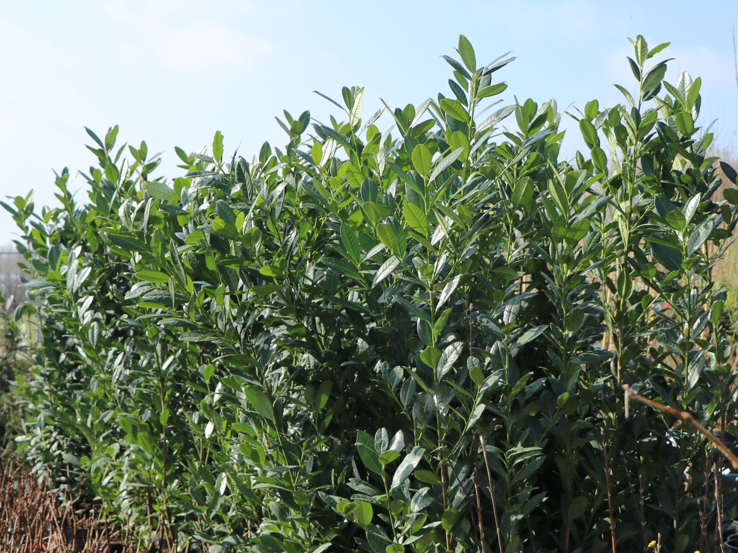 Kirschlorbeer / Lorbeerkirsche 'Caucasica' - Prunus laurocerasus 'Caucasica'