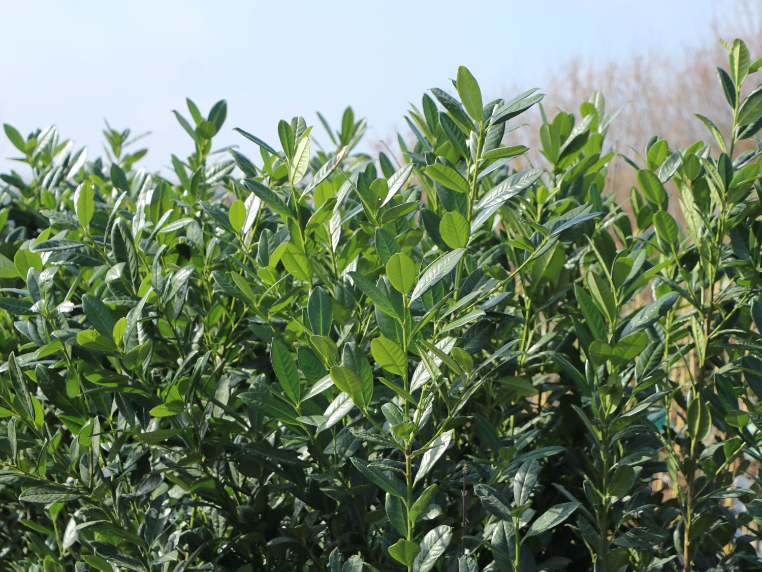 Kirschlorbeer / Lorbeerkirsche 'Caucasica' - Prunus laurocerasus 'Caucasica'