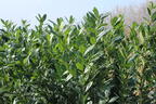 Kirschlorbeer / Lorbeerkirsche 'Caucasica' - Prunus laurocerasus 'Caucasica'