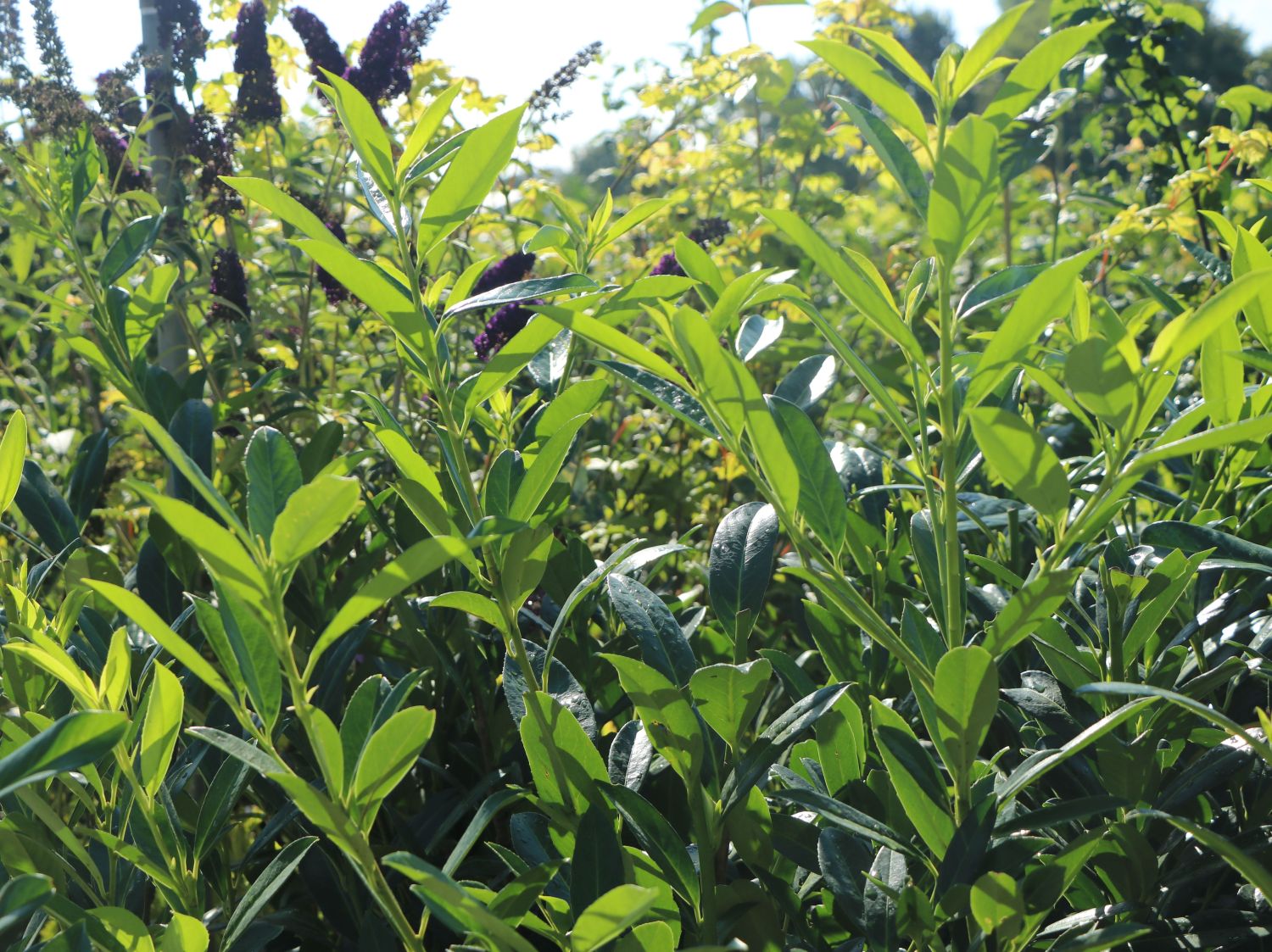 Kirschlorbeer / Lorbeerkirsche 'Caucasica' - Prunus laurocerasus 'Caucasica'