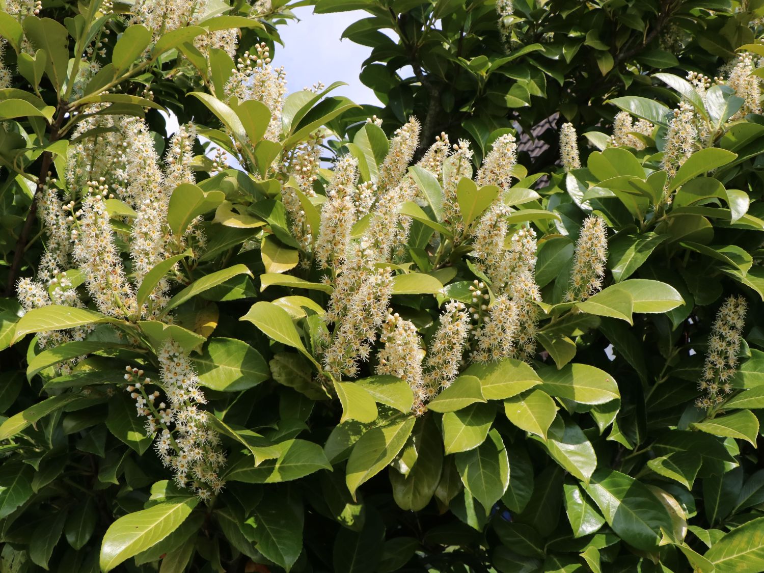 Kirschlorbeer / Lorbeerkirsche 'Caucasica' - Prunus laurocerasus 'Caucasica'