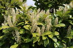Kirschlorbeer / Lorbeerkirsche 'Caucasica' - Prunus laurocerasus 'Caucasica'