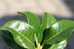 Kirschlorbeer / Lorbeerkirsche 'Etna' ® - Prunus laurocerasus 'Etna' ®