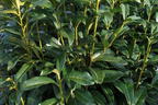 Kirschlorbeer / Lorbeerkirsche 'Genolia' ® - Prunus laurocerasus 'Genolia' ®