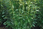 Kirschlorbeer / Lorbeerkirsche 'Genolia' ® - Prunus laurocerasus 'Genolia' ®