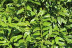 Kirschlorbeer / Lorbeerkirsche 'Genolia' ® - Prunus laurocerasus 'Genolia' ®