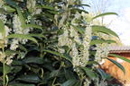 Kirschlorbeer / Lorbeerkirsche 'Genolia' ® - Prunus laurocerasus 'Genolia' ®