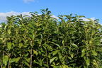 Kirschlorbeer / Lorbeerkirsche 'Genolia' ® - Prunus laurocerasus 'Genolia' ®