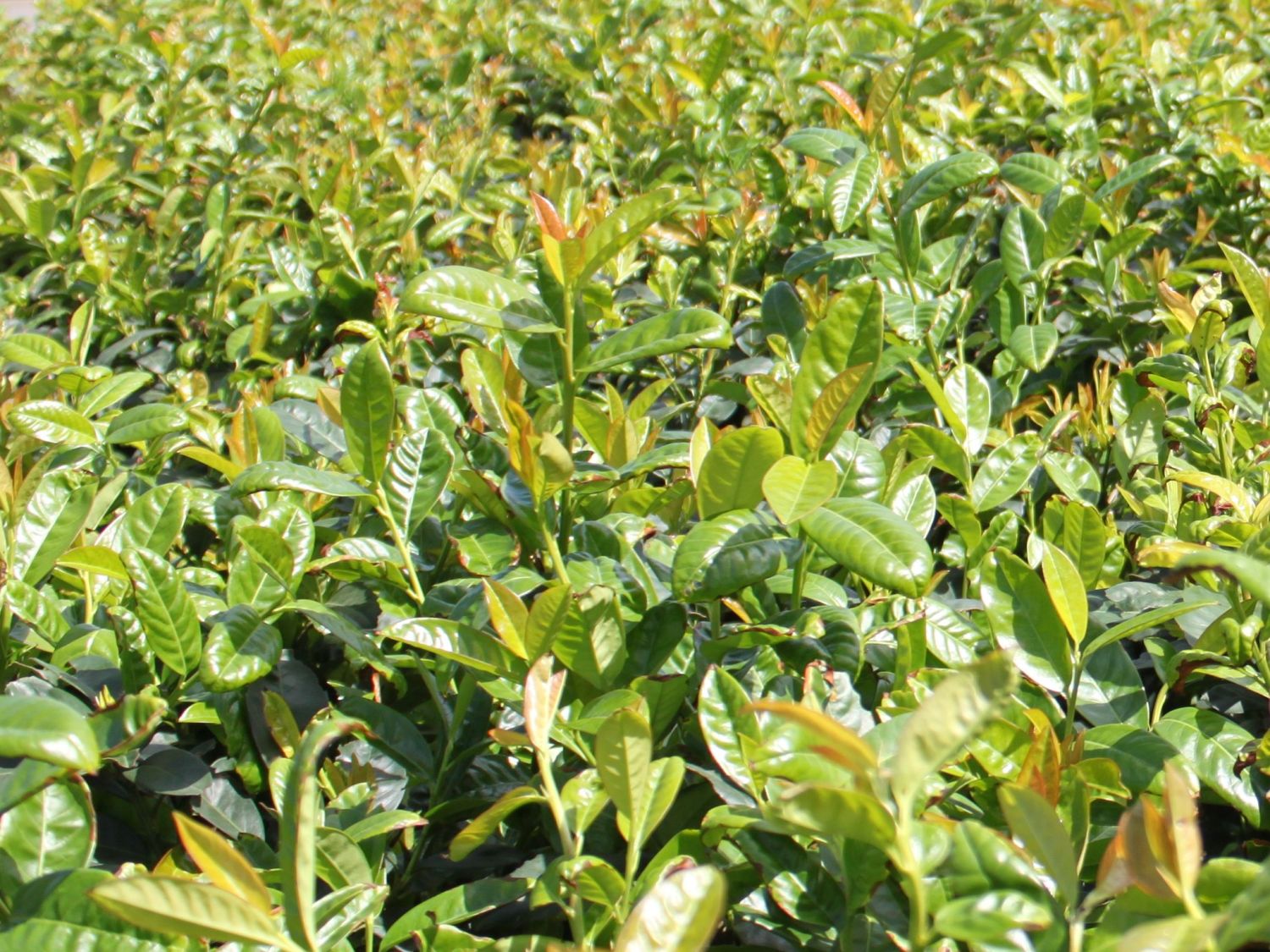 Kirschlorbeer / Lorbeerkirsche 'Kleopatra'  - Prunus laurocerasus ' Kleopatra'  - Baumschule Horstmann