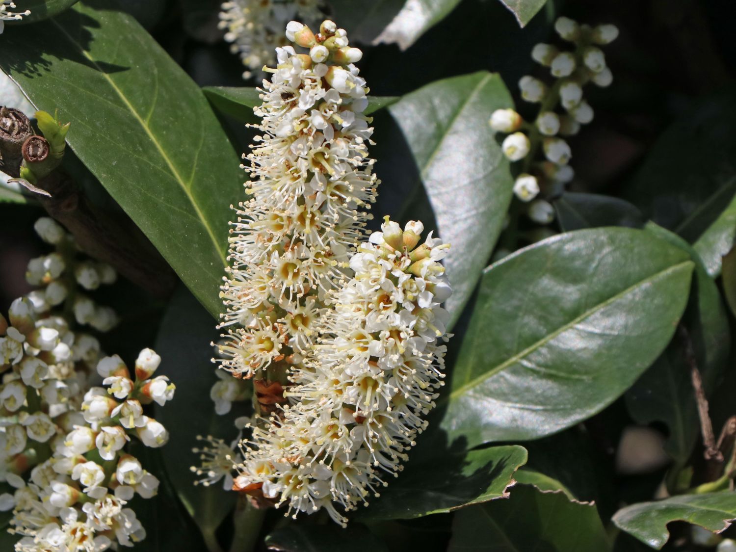 Kirschlorbeer / Lorbeerkirsche 'Mano'