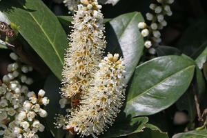 Kirschlorbeer / Lorbeerkirsche 'Mano'