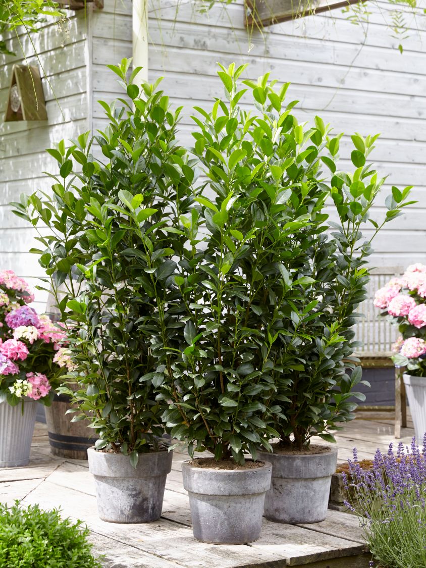 Kirschlorbeer / Lorbeerkirsche 'Obelisk' ® Prunus laurocerasus