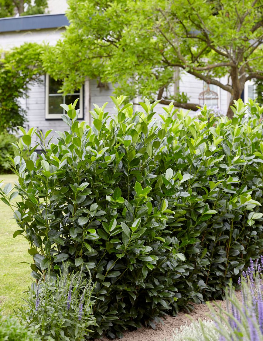 Kirschlorbeer / Lorbeerkirsche 'Obelisk' ® Prunus laurocerasus