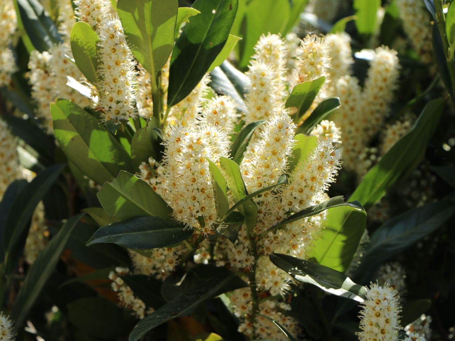 Kirschlorbeer / Lorbeerkirsche 'Otto Luyken' Prunus laurocerasus