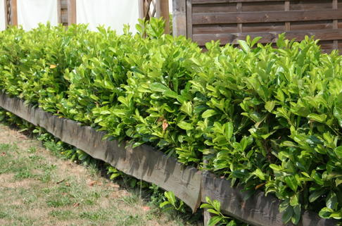 Kirschlorbeer / Lorbeerkirsche 'Rotundifolia' - Prunus laurocerasus 'Rotundifolia'