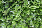 Kirschlorbeer / Lorbeerkirsche 'Rotundifolia' - Prunus laurocerasus 'Rotundifolia'