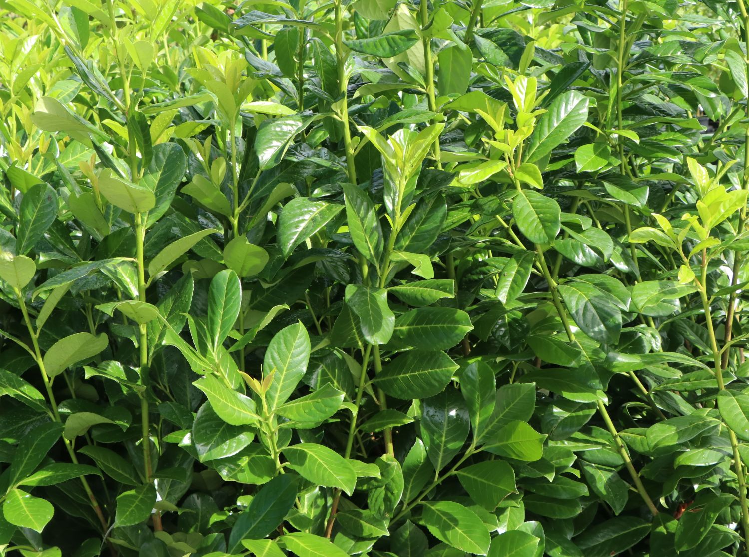 Kirschlorbeer / Lorbeerkirsche 'Rotundifolia' - Prunus laurocerasus 'Rotundifolia'