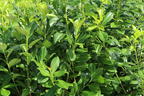 Kirschlorbeer / Lorbeerkirsche 'Rotundifolia' - Prunus laurocerasus 'Rotundifolia'