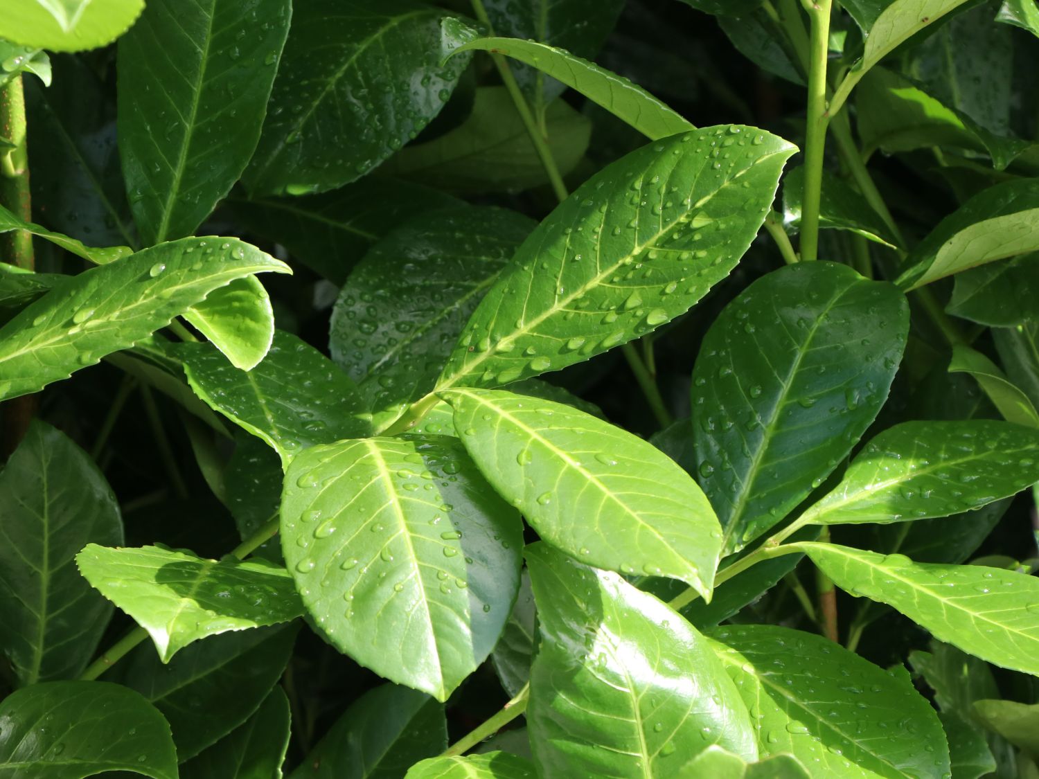 Kirschlorbeer / Lorbeerkirsche 'Rotundifolia' - Prunus laurocerasus 'Rotundifolia'