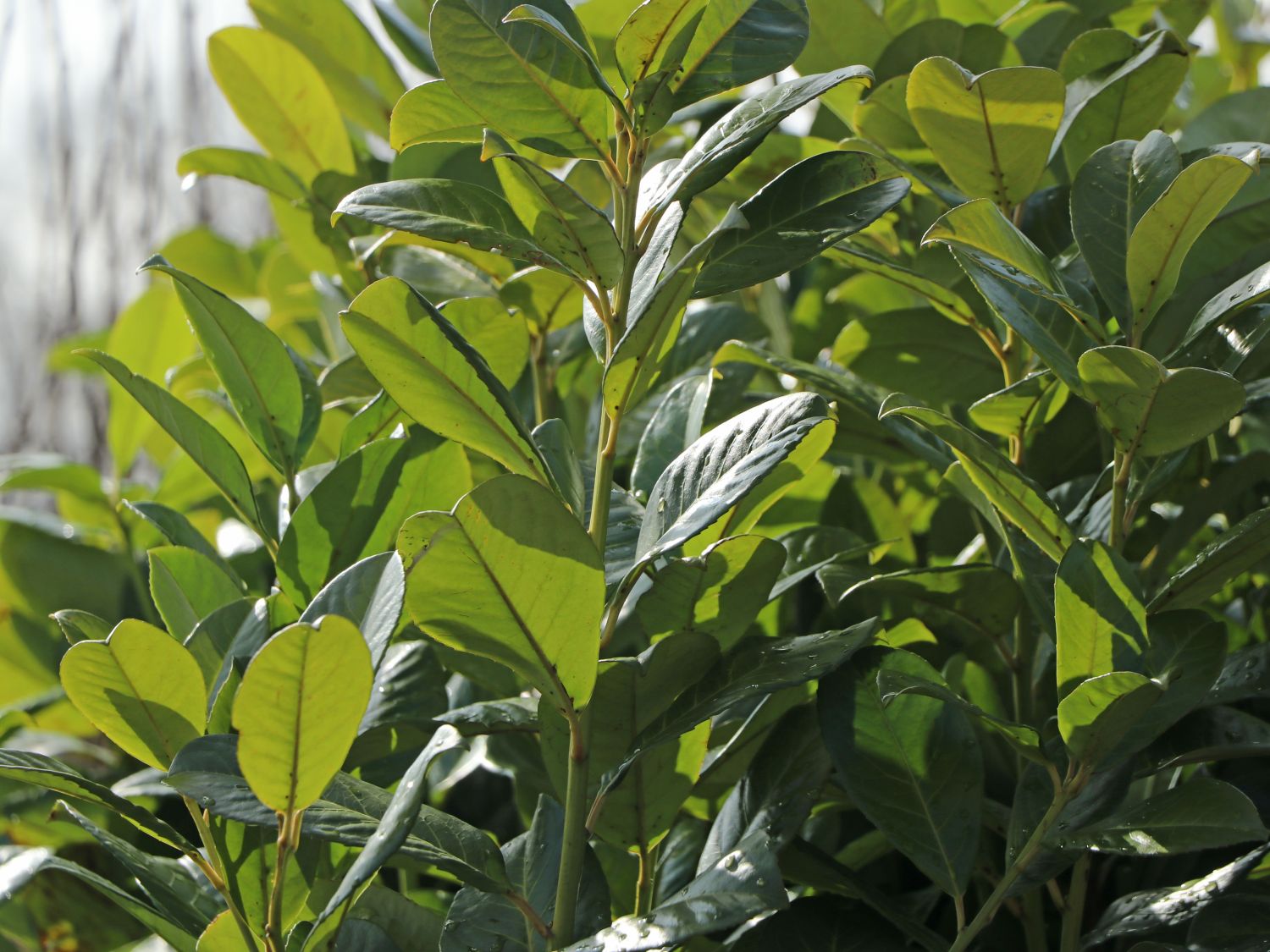 Kirschlorbeer / Lorbeerkirsche 'Rotundifolia' - Prunus laurocerasus 'Rotundifolia'