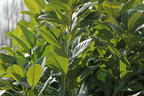 Kirschlorbeer / Lorbeerkirsche 'Rotundifolia' - Prunus laurocerasus 'Rotundifolia'