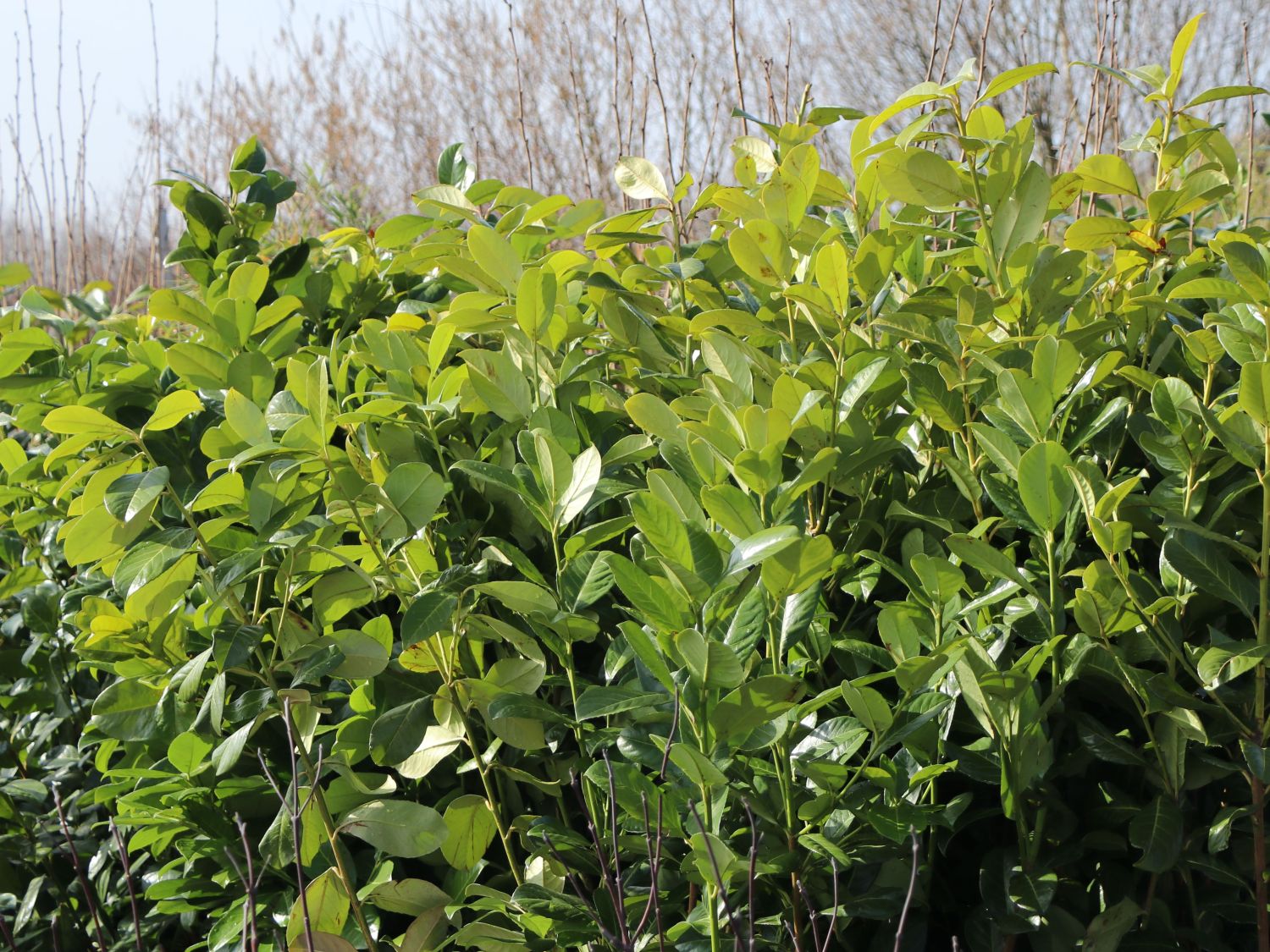 Kirschlorbeer / Lorbeerkirsche 'Rotundifolia' - Prunus laurocerasus 'Rotundifolia'