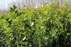 Kirschlorbeer / Lorbeerkirsche 'Rotundifolia' - Prunus laurocerasus 'Rotundifolia'