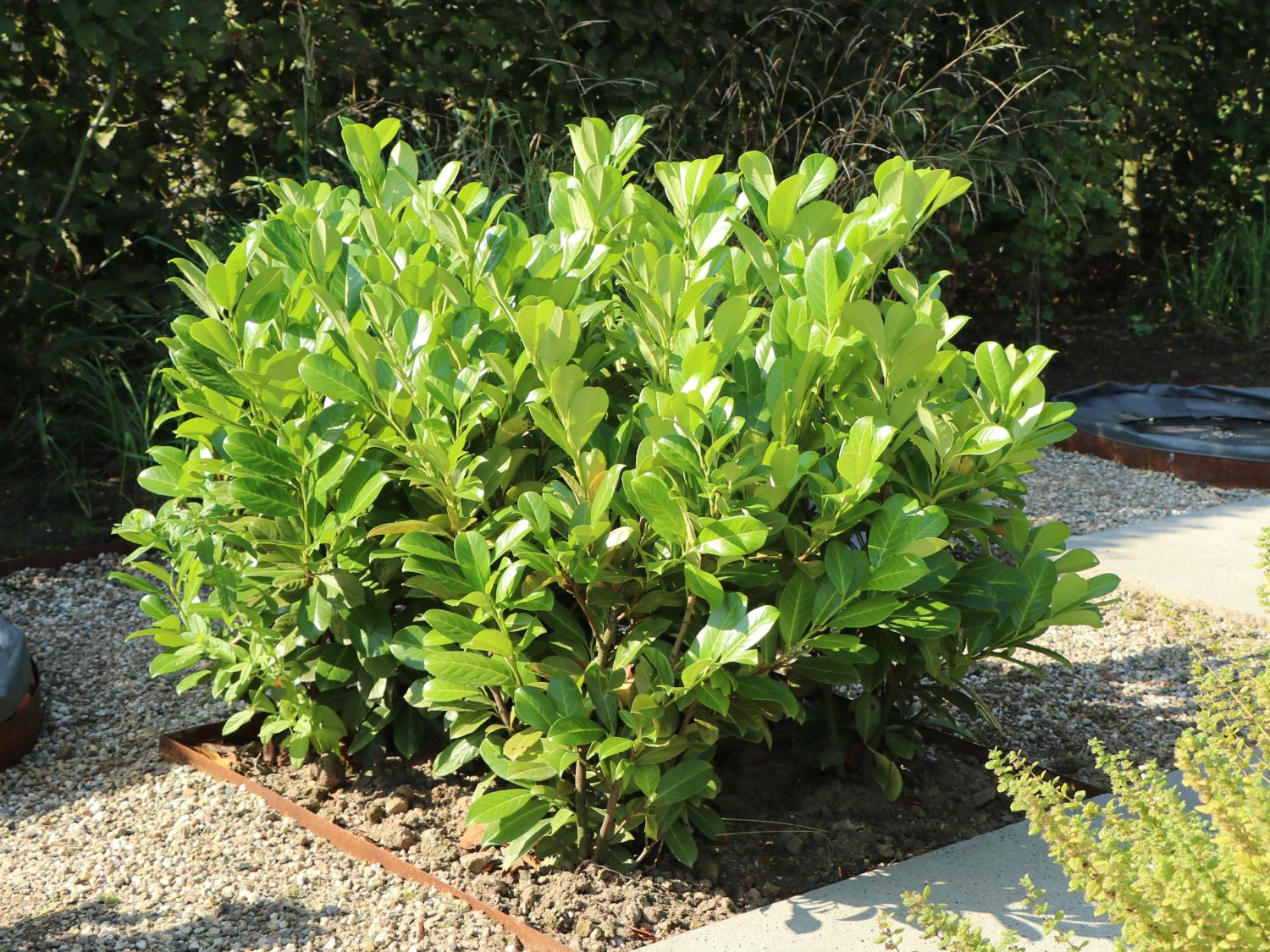 Kirschlorbeer / Lorbeerkirsche 'Rotundifolia' - Prunus laurocerasus 'Rotundifolia'