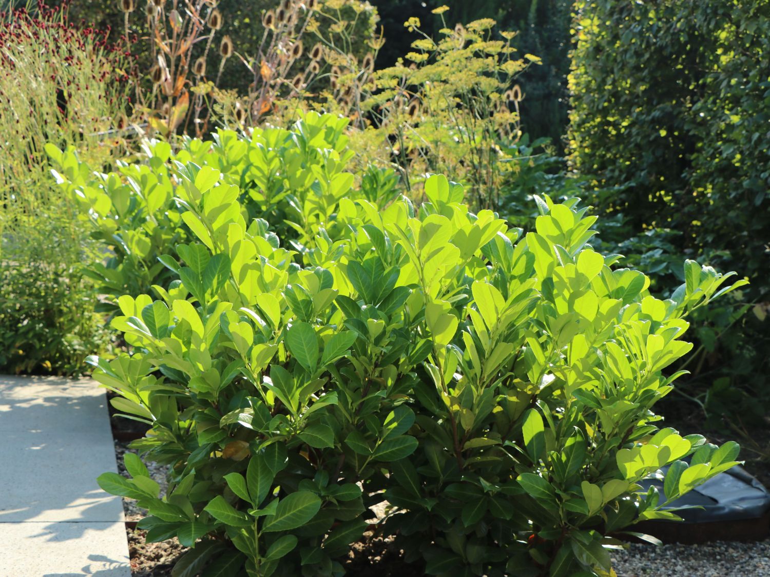 Kirschlorbeer / Lorbeerkirsche 'Rotundifolia' Prunus laurocerasus