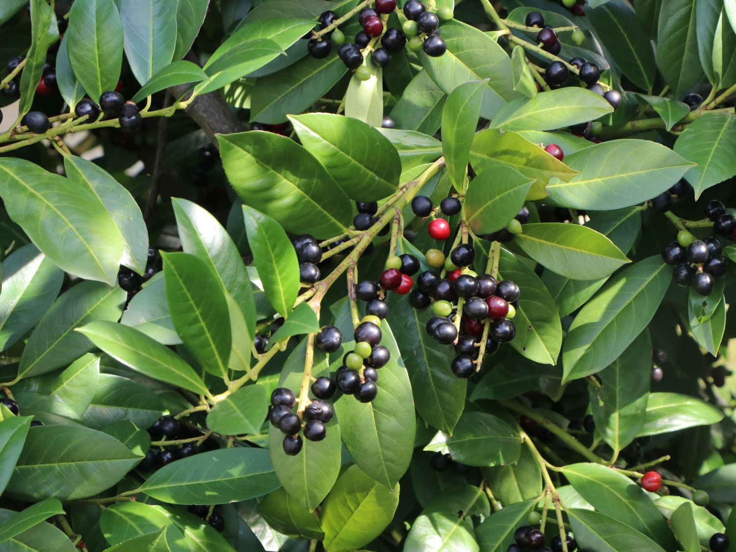 Kirschlorbeer / Lorbeerkirsche 'Rotundifolia' Prunus laurocerasus