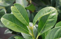 Kirschlorbeer 'Prudonti'