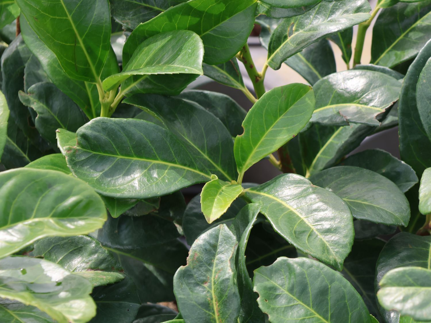 dragon philodendron Philodendron Golden Dragon | Care Guide and Pro Tips - Delivery from  Toronto across Canada main image 0