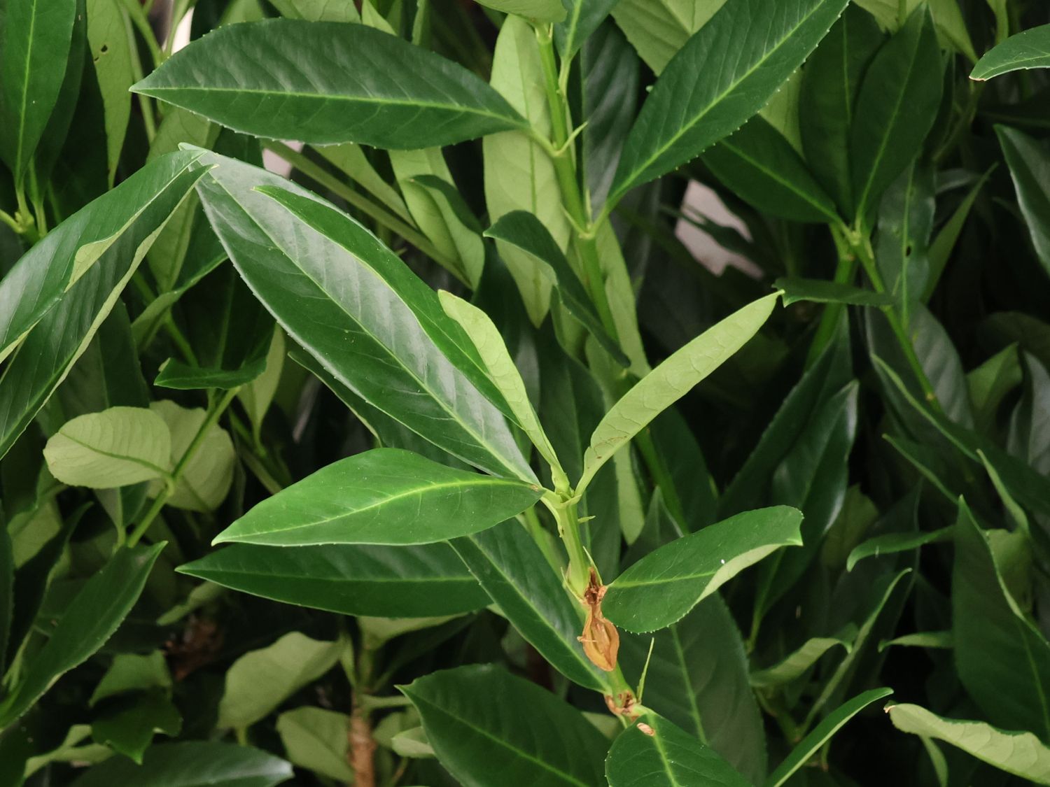 Kirschlorbeer 'Renault Ace'  - Prunus laurocerasus 'Renault Ace'  -  Baumschule Horstmann