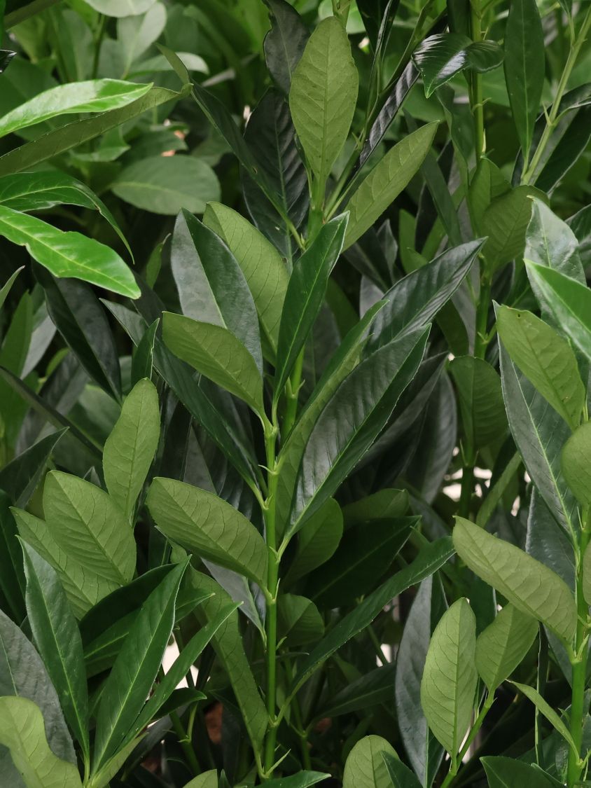 kirschlorbeer caucasica kaufen Kirschlorbeer 'Caucasica' (Prunus laurocerasus 'Caucasica') kaufen  Mein  schner Garten Shop