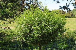 Kirschlorbeer 'SOFIA' ®