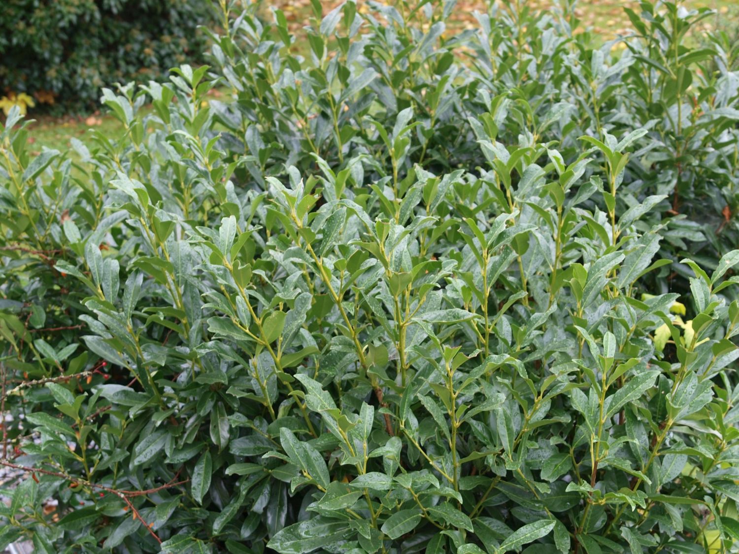 immergrner liguster hecke winter Wintergrner Liguster (Ligustrum vulgare 'Atrovirens') | 40-60 im Topf