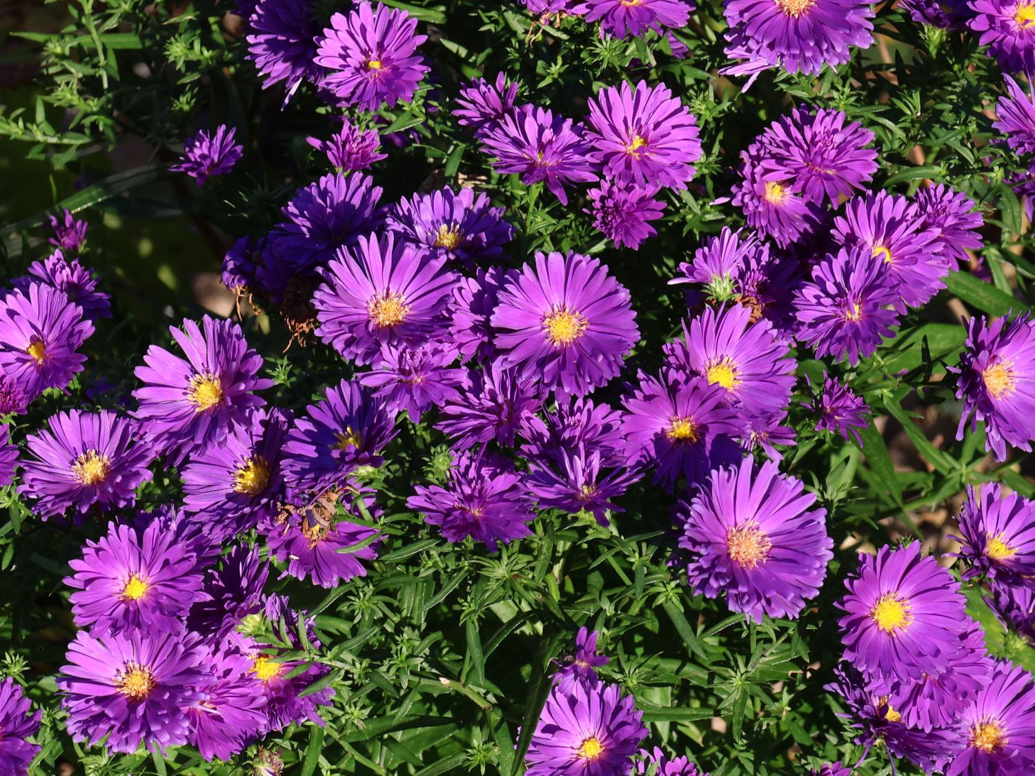 Kissen-Aster ALPHA ® 'Dark Purple Launch'