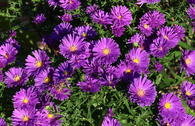 Kissen-Aster ALPHA ® 'Dark Purple Launch'