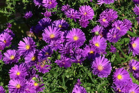 Kissen-Aster ALPHA ® 'Dark Purple Launch' - Symphyotrichum dumosum ALPHA ® 'Dark Purple Launch'