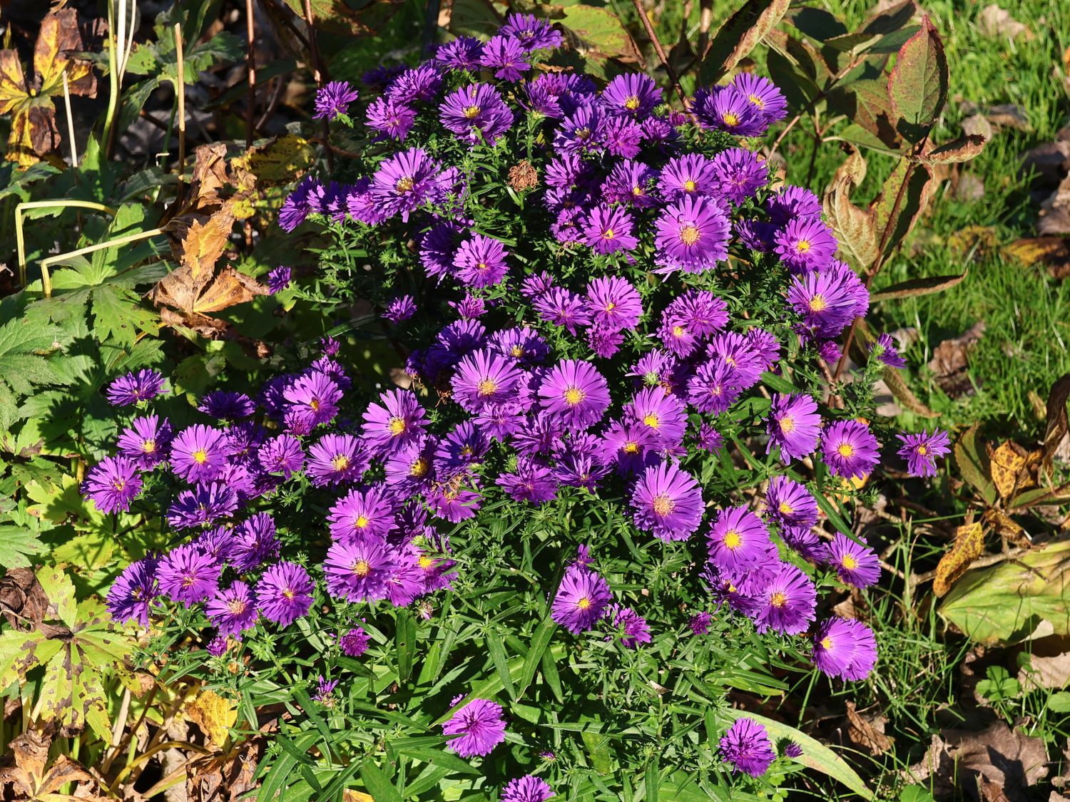 Kissen-Aster ALPHA ® 'Dark Purple Launch' - Symphyotrichum dumosum ALPHA ® 'Dark Purple Launch'