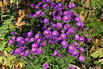Kissen-Aster ALPHA ® 'Dark Purple Launch' - Symphyotrichum dumosum ALPHA ® 'Dark Purple Launch'