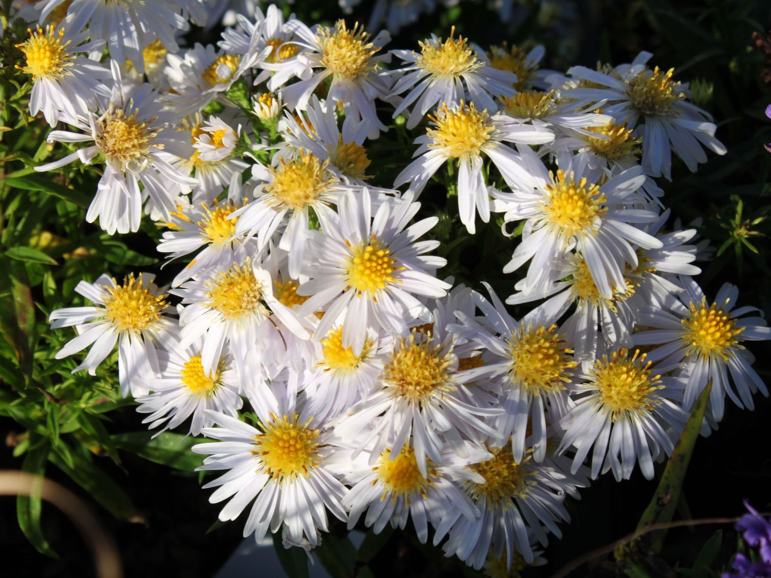 Kissen-Aster 'Apollo'