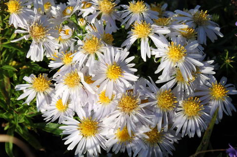 Kissen-Aster 'Apollo' - Symphyotrichum dumosum 'Apollo'