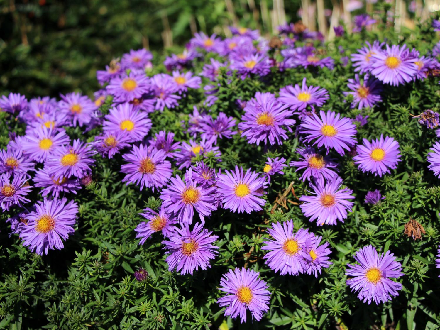 Kissen-Aster 'Augenweide'