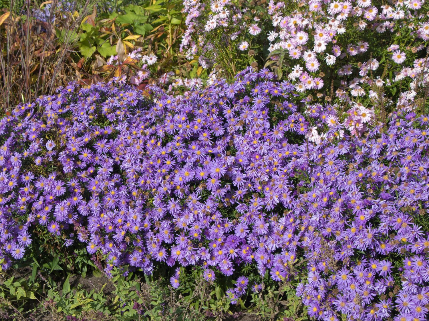 Kissen-Aster 'Blaue Lagune'
