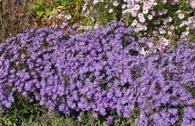 Kissen-Aster 'Blaue Lagune'