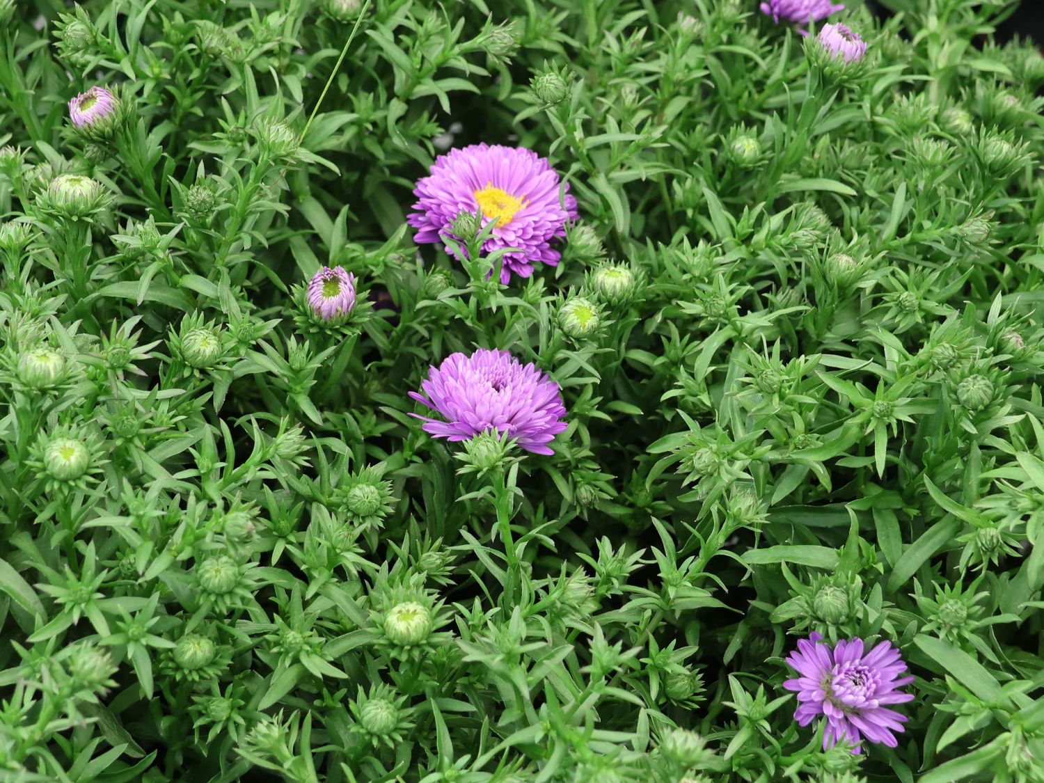 Kissen-Aster 'Blue Lapis'