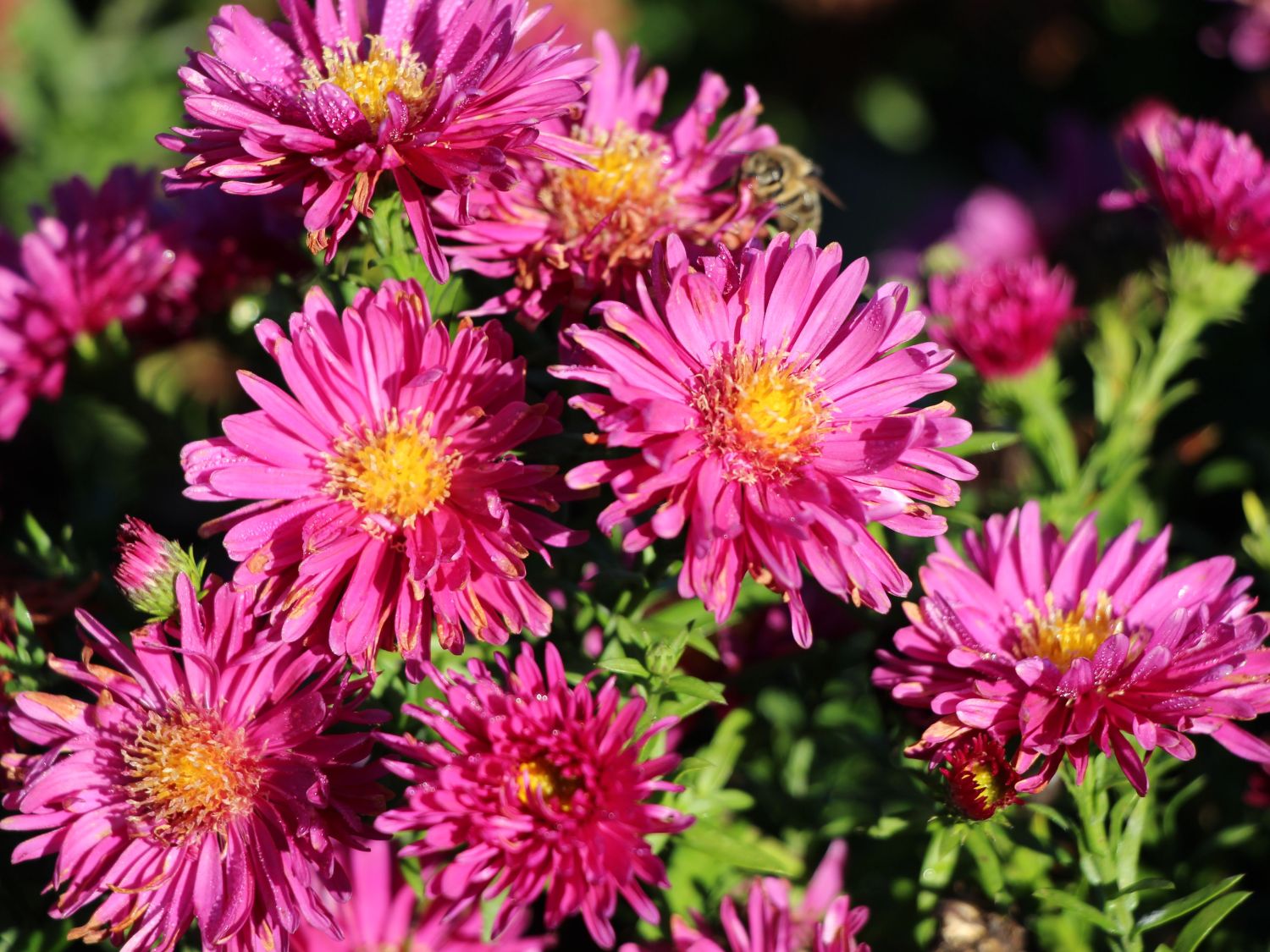 Kissen-Aster 'Granat'